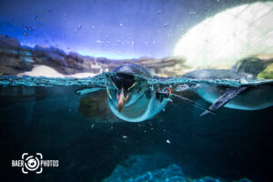 Tier-Baer.Photos-Fotograf-Holger-Bär-Pinguin-schwimmen