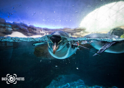Tier-Baer.Photos-Fotograf-Holger-Bär-Pinguin-schwimmen